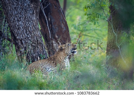 Leopard in Kruger national park, South Africa ; Specie Panthera pardus family of Felidae
