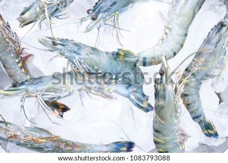fresh black tiger shrimp