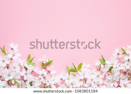 Fresh branches of cherry white blossoms on pastel pink background. Soft light color. Mockup for special offers as advertising or other ideas. Empty place for inspirational, motivational text or quote.