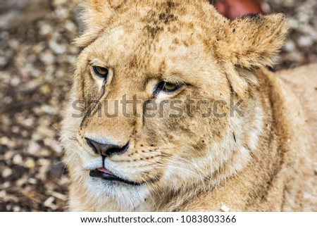 Portrait of a Barbary lion - Panthera leo. Animal portrait. Lioness close up. Critically endangered species.