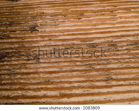 Stock macro photo of the texture of wood grain.  Useful for layer masks or backgrounds.