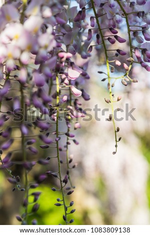 Wisteria blooming with gentle soft focus background.