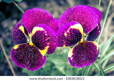 Pansy with pollen glitter