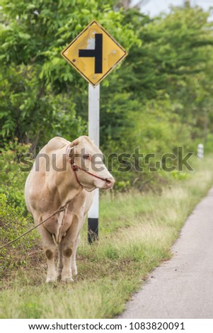 Cow standing on the side of the concrete road with traffic sign.