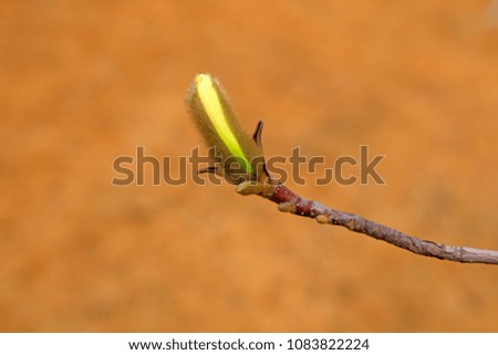 Magnolia flower buds in the field


