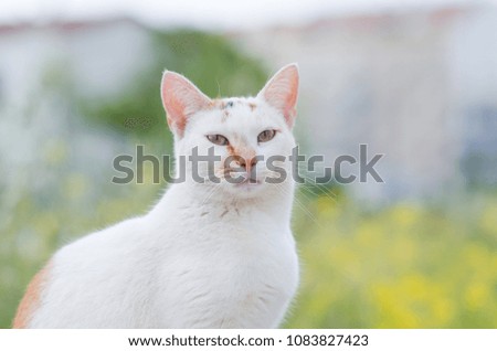 Photograph of a white cat with spots and green eyes strolling on a stone wall in the countryside of Menorca, Spain.