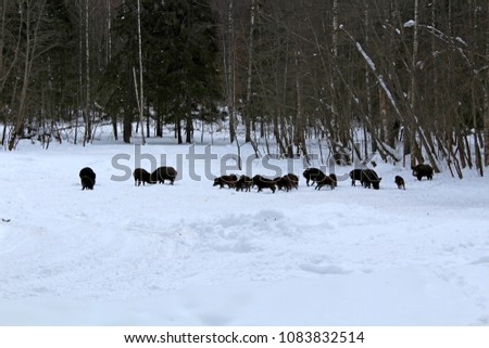 A large herd of wild boars feeding in winter on a snow-covered forest glade.