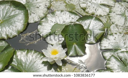 Yellow and white water lily or lotus flower with leaves on a pond with the sun reflection on the water. Flower background image.