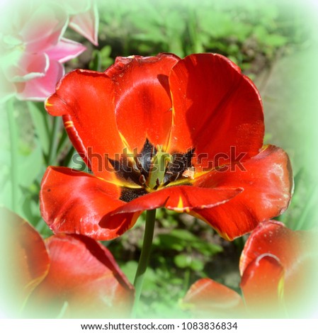 Nice flowers in the garden in midsummer, in a sunny day. Green landscape and background