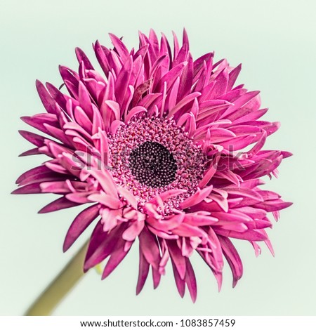 Close up of pink flower bloom : daisy, gerbera or aster