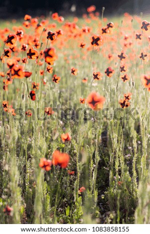 poppy background green sunlight flower field