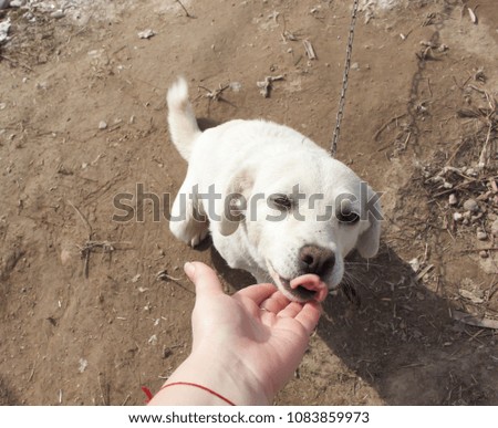 Touching the dog.