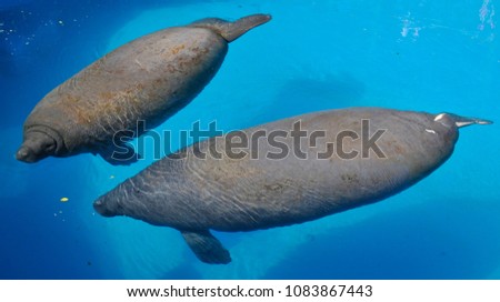 Manatees (family Trichechidae, genus Trichechus) are large, fully aquatic, mostly herbivorous marine mammals sometimes known as sea cows. 