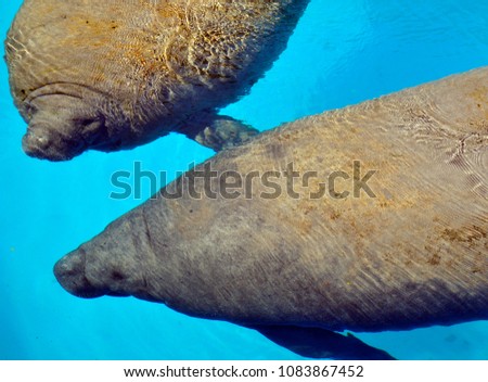 Manatees (family Trichechidae, genus Trichechus) are large, fully aquatic, mostly herbivorous marine mammals sometimes known as sea cows. 