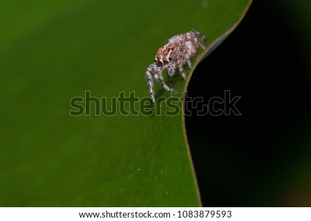 A spider macro in nature blackground