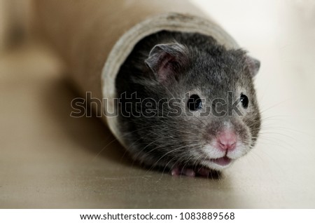 Cute syrian hamster 