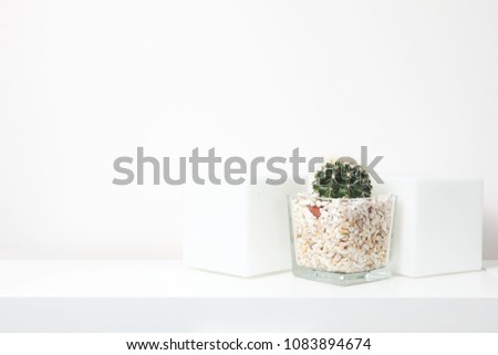Modern home decor tropical plant. Cactus on white background. Minimalism flat lay.