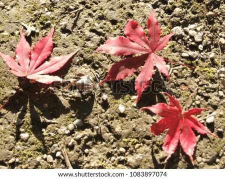 Fallen leaves  on the ground