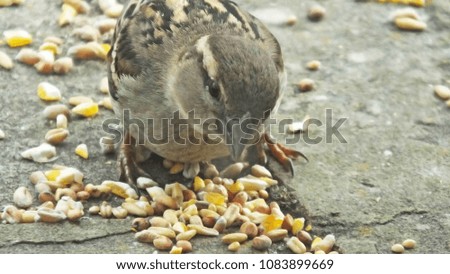 House Sparrow Female feeding from bird table in UK
