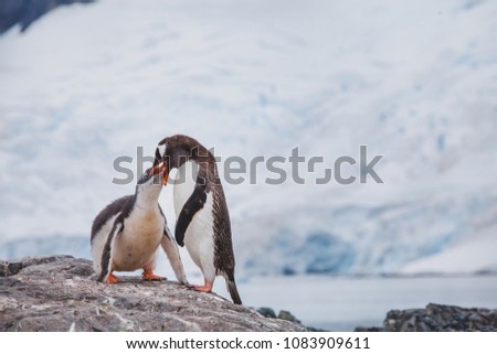 gentoo penguin feeding his baby chic in Antarctica