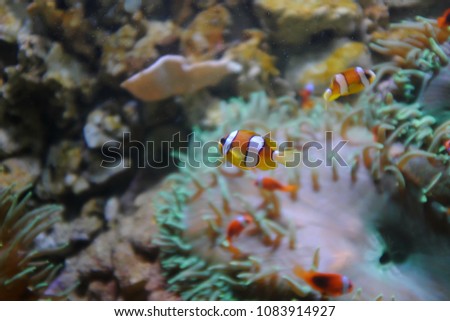 Yellowtail clownfish, (Amphiprion clarkii)