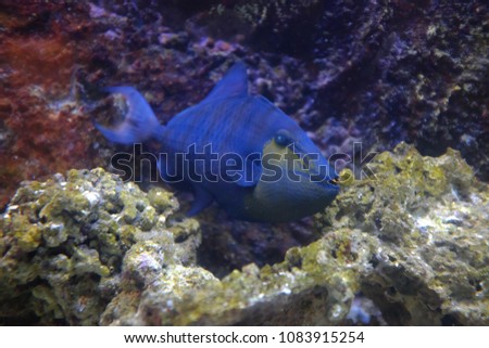 Redtoothed triggerfish, (Odonus niger)