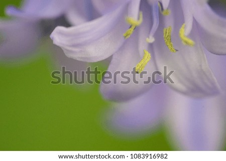 Macro, close up view of blue and purple bluebells, in the spring.