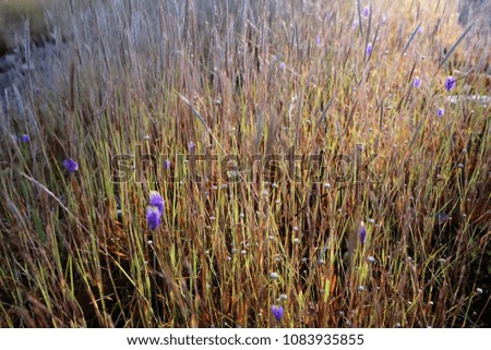 A blurred picture of wild violet flower plant surrounded by grass bushes in the morning light idea for background wallpaper