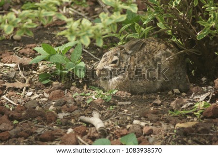 A bunny rabbit rests under a bush in the summer, protected from predators.