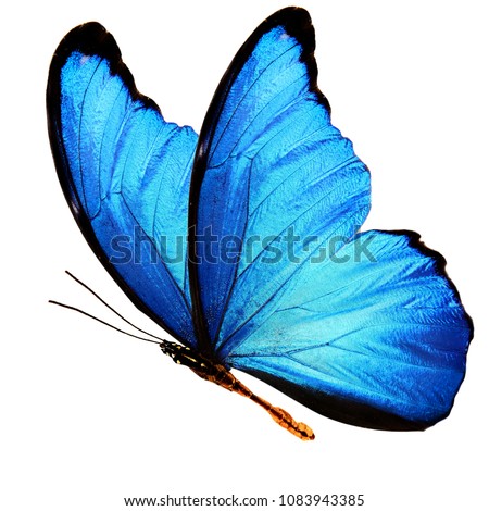 wings of a blue butterfly isolated on a white background