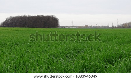green juicy grass in the field