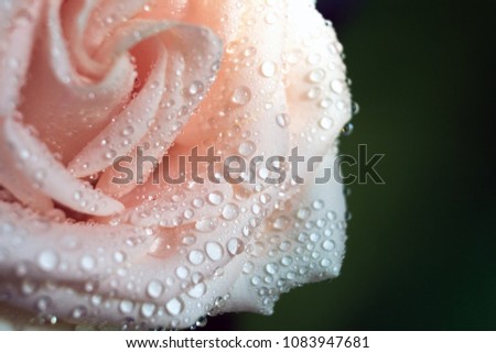 Tea rose with droplets macro. Wedding and birthday background. Shallow depth of field