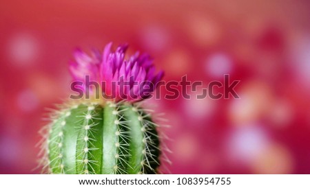 Green cactus with sharp needles and pink purple flower spins on red background. Concept of cactus protection from electro-radiation in office on workplace with PC or laptop