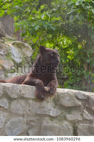 Black panther laying in nature. He is relaxing.