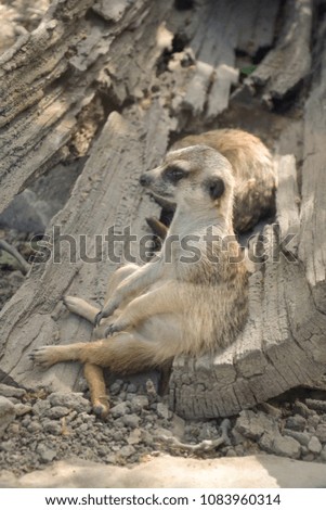 Meerkat sitting in nature.