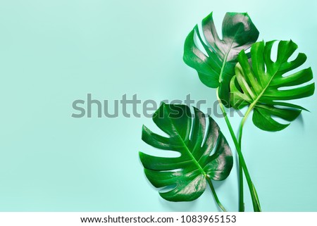 Monstera leaves summer minimal background with a space for a text, flat lay, view from above Royalty-Free Stock Photo #1083965153