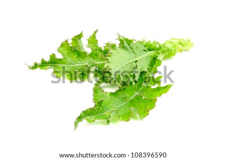 Sow Thistle Plant Isolated on White Background Royalty-Free Stock Photo #108396590