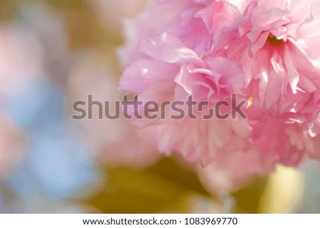 beautiful closeup sakura flowers. natural background. picture with soft focus
