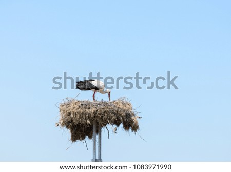 Young stork nesting in a sunny spring day.