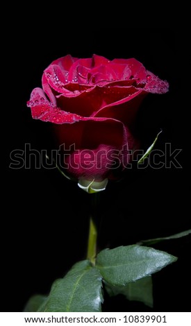  beautiful red rose on black background