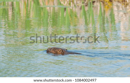 Eurasian beaver in a small pond at springtime in Romania.