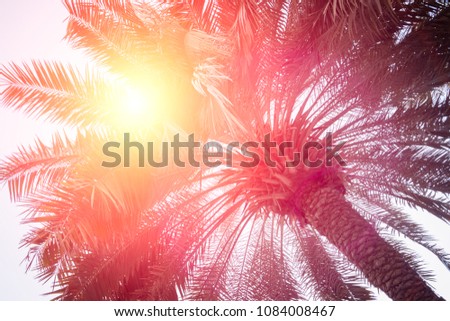 Vacation travel holiday recreation  concept. Palm trees against blue sky, Palm trees at tropical coast, vintage toned and stylized, coconut tree, summer tree. 
