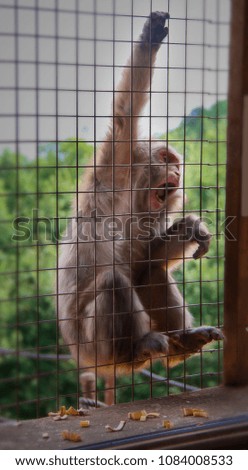 Monkey with food in a cage on a forest background