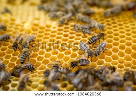 Bees on  honeycomb frame . Bees collect honey in  summer
