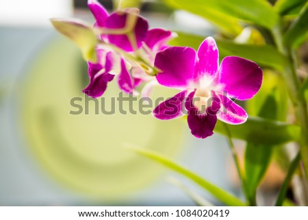 Purple with pink orchids on branch with  green leaf in the background, Natural flower concept.