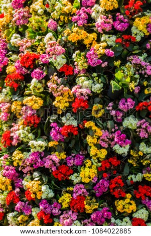 Multicolored flowers in the garden, red, orange, blue, yellow