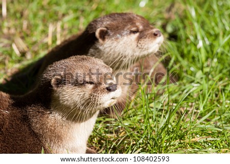 Two Oriental Small-Clawed Otters resting in grass field with focus on front otter