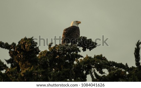 Eagle sitting in green tree during dusk