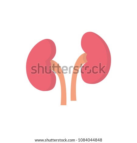 Kidneys flat human organ icon illustration raster