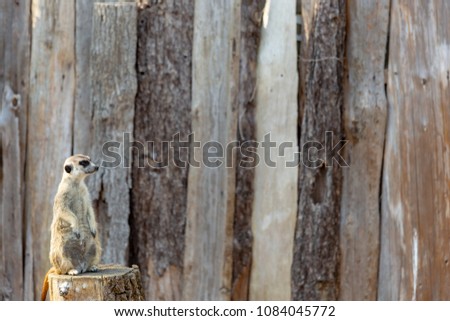 meerkat standing tall on a tree stump looking to the right as if observing or anticipating